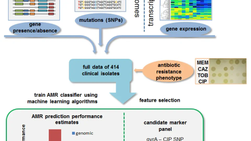 Predicting antimicrobial resistance in Pseudomonas aeruginosa with machine learning-enabled molecular diagnostics
