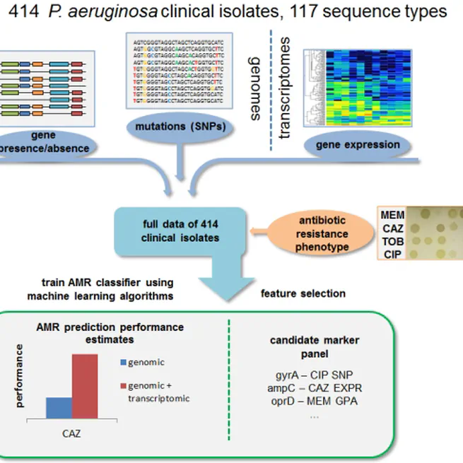 Predicting antimicrobial resistance in Pseudomonas aeruginosa with machine learning-enabled molecular diagnostics