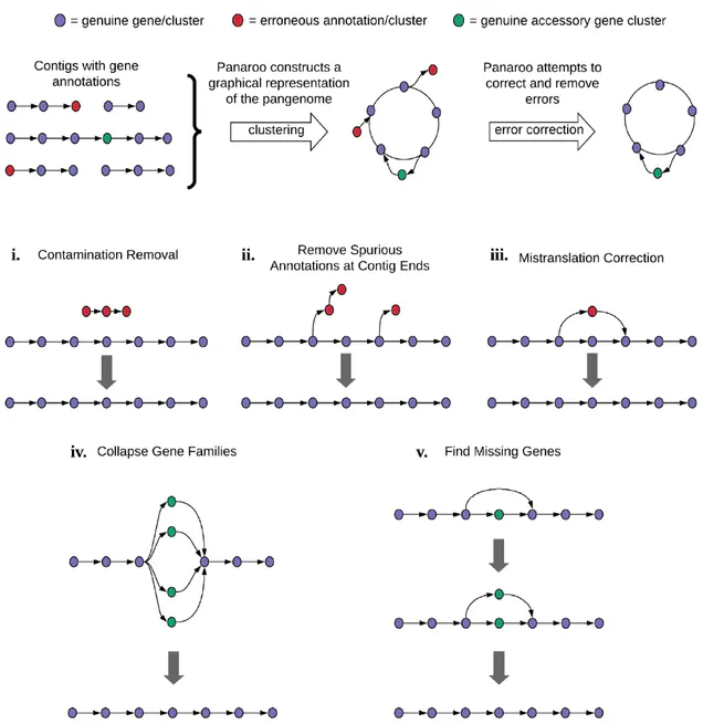 Producing polished prokaryotic pangenomes with the Panaroo pipeline