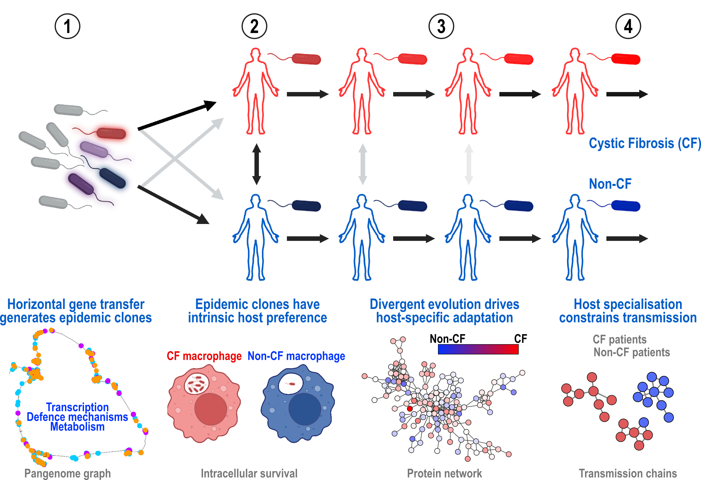 Evolution and host-specific adaptation of Pseudomonas aeruginosa ...