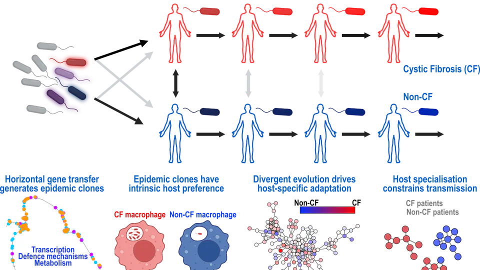 Evolution and host-specific adaptation of Pseudomonas aeruginosa